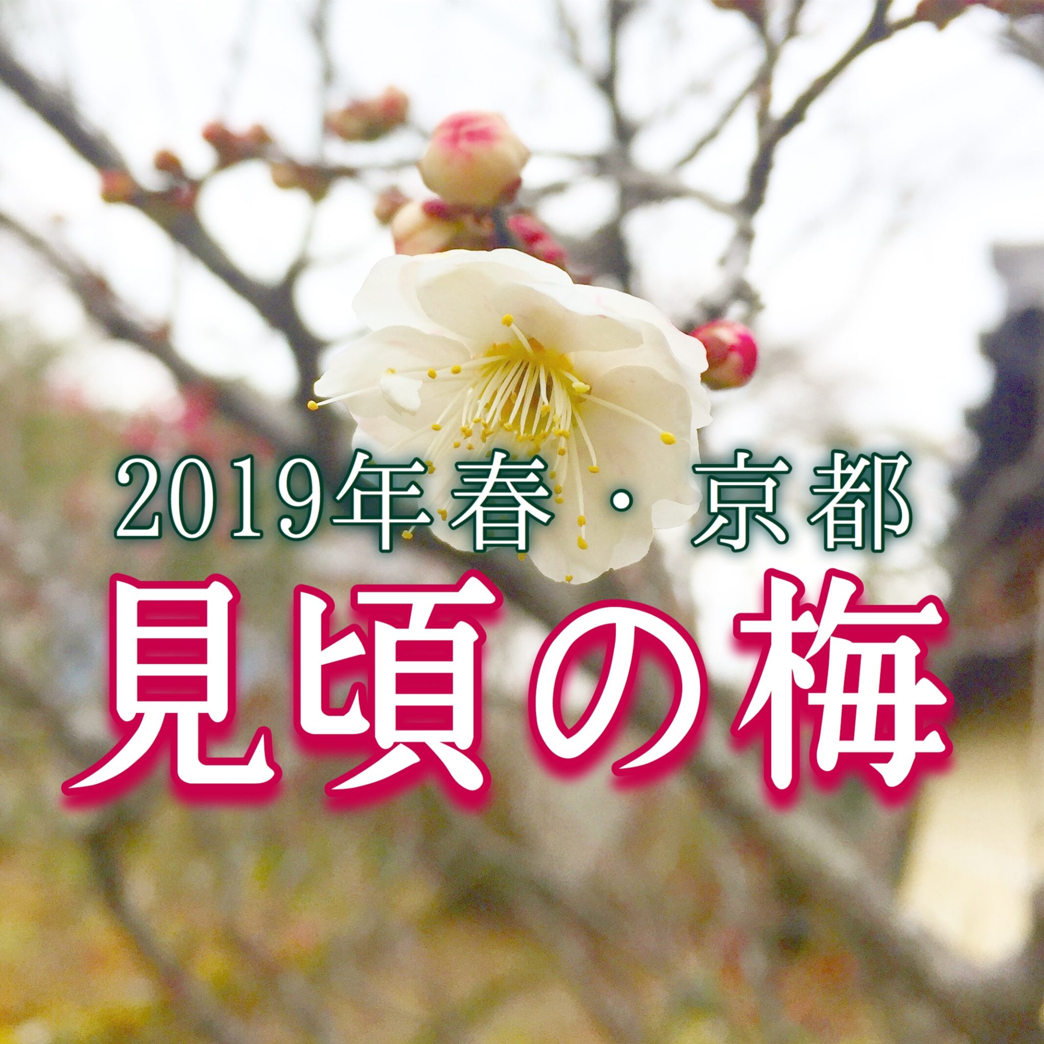 19年 京都 梅の見頃とおすすめのスポット きょうをあるく